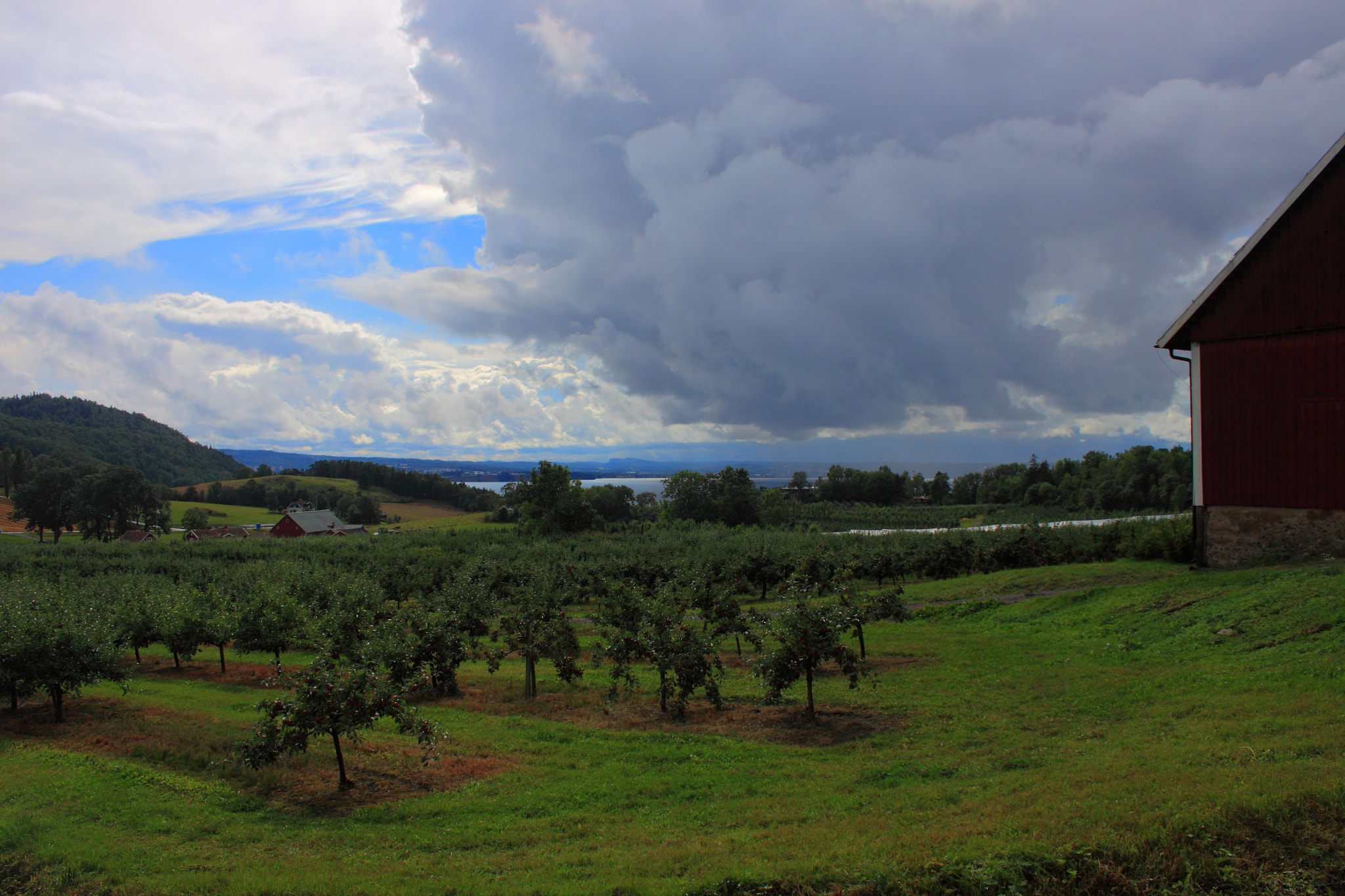 Canon EF-S 18-55mm F3.5-5.6 sample photo. Apple photography