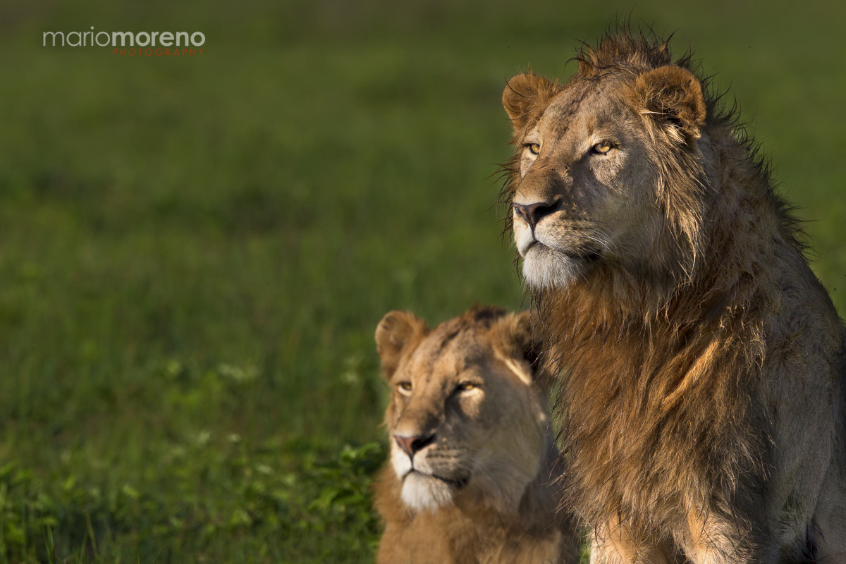 Canon EOS-1D Mark IV + Canon EF 300mm F2.8L IS USM sample photo. Ngorongoro lions photography