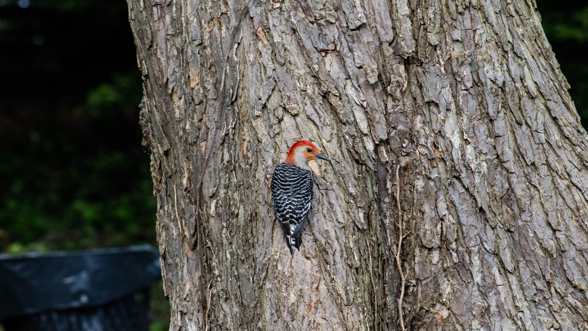 Canon EOS M3 + EF75-300mm f/4-5.6 sample photo. What kind of woodpecker is this ? photography