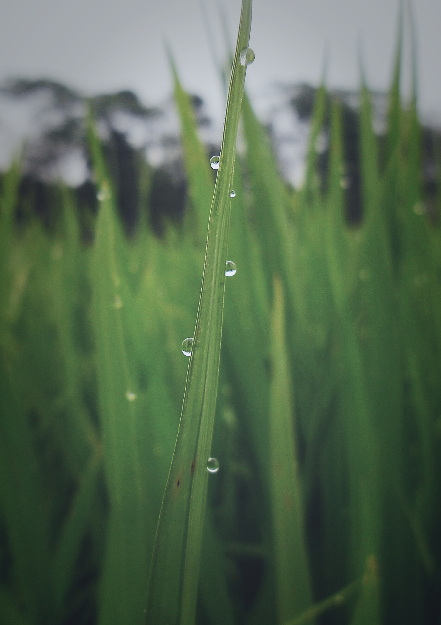 Samsung ES90/ ES91 sample photo. Drops  photography