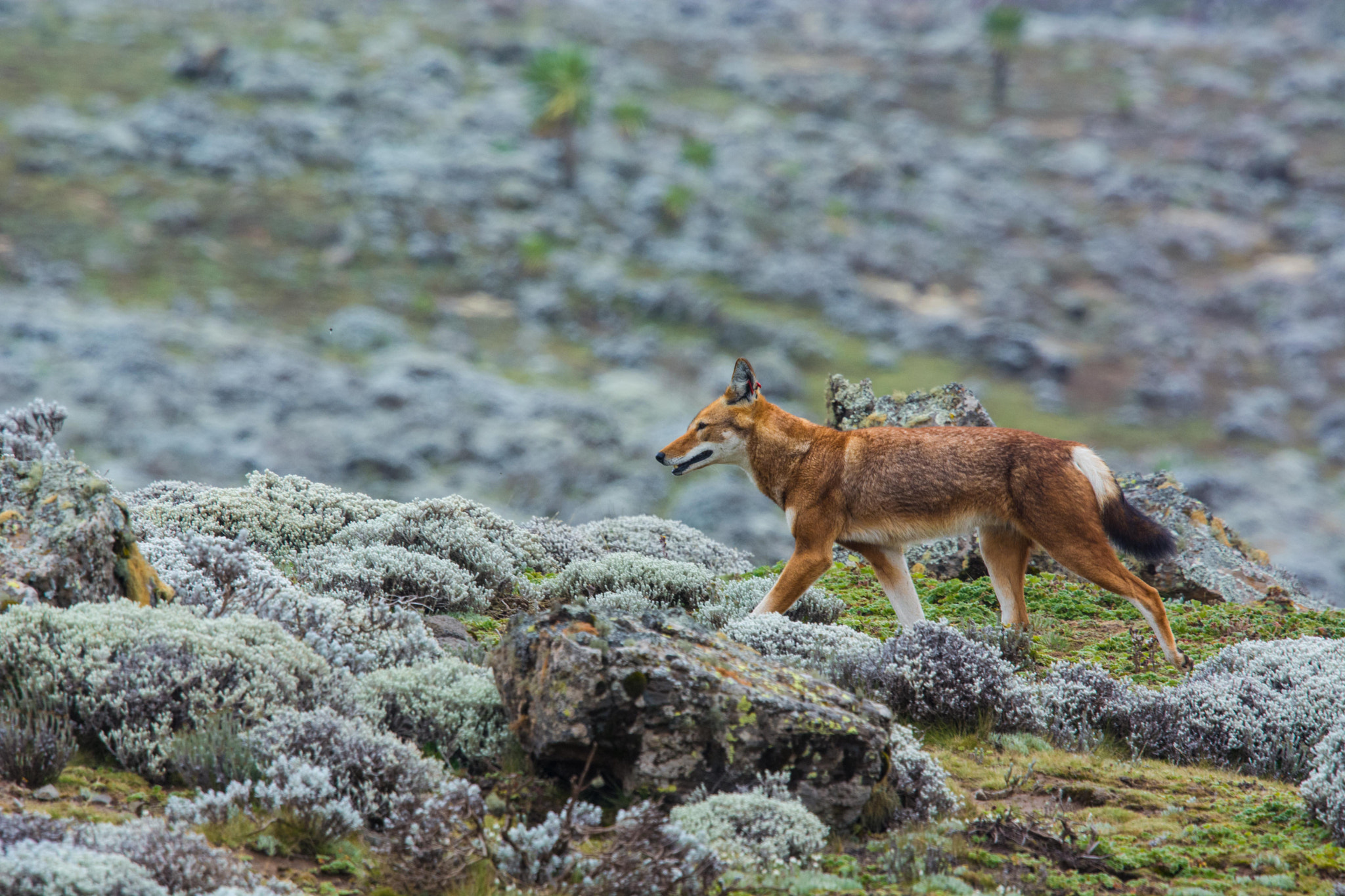 Nikon Nikkor AF-S 300mm F4E PF ED VR sample photo. Hunting photography