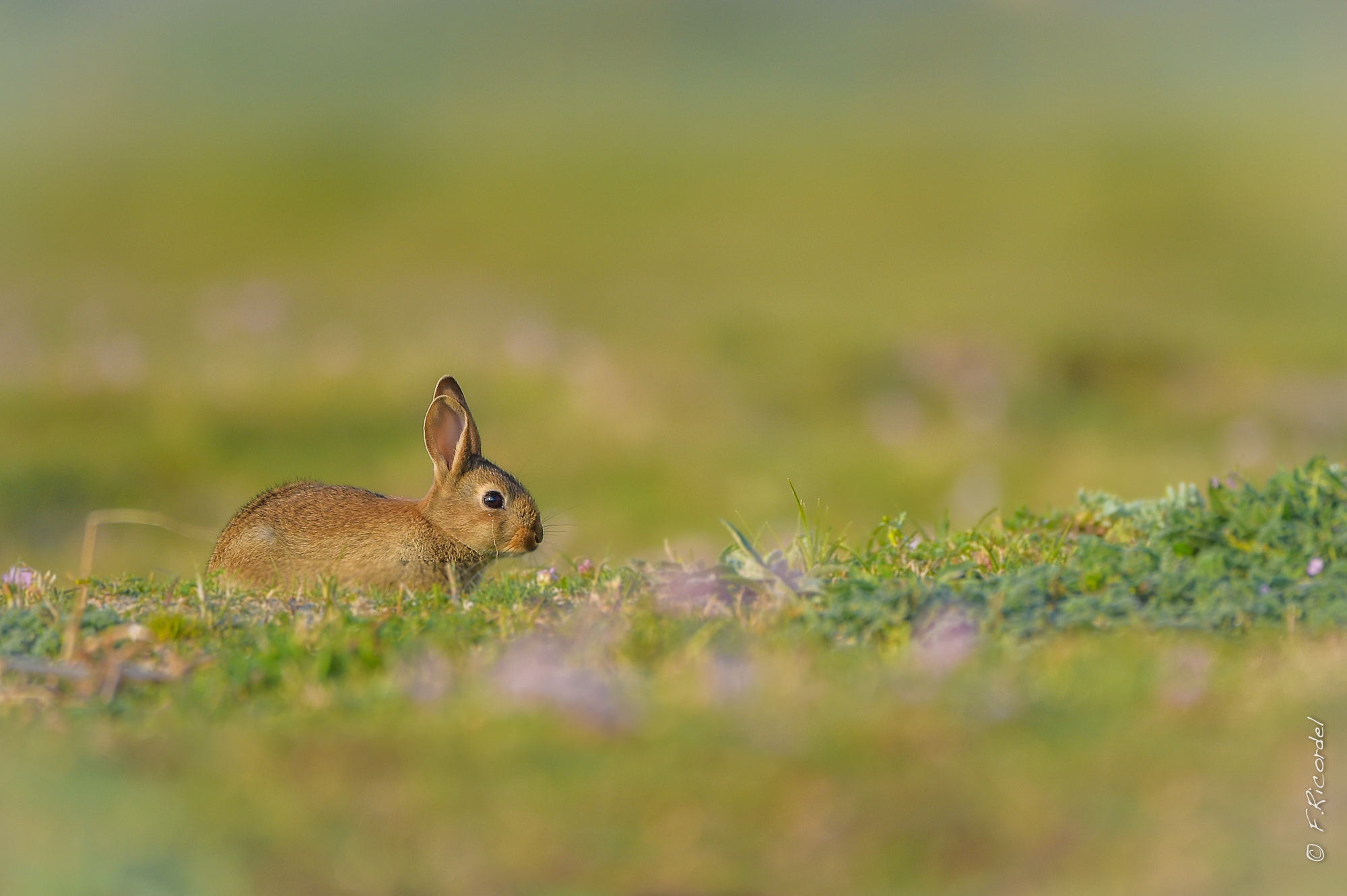 Sigma 150-600mm F5-6.3 DG OS HSM | C sample photo. Oryctolagus cuniculus - lapin de garenne juvénile photography