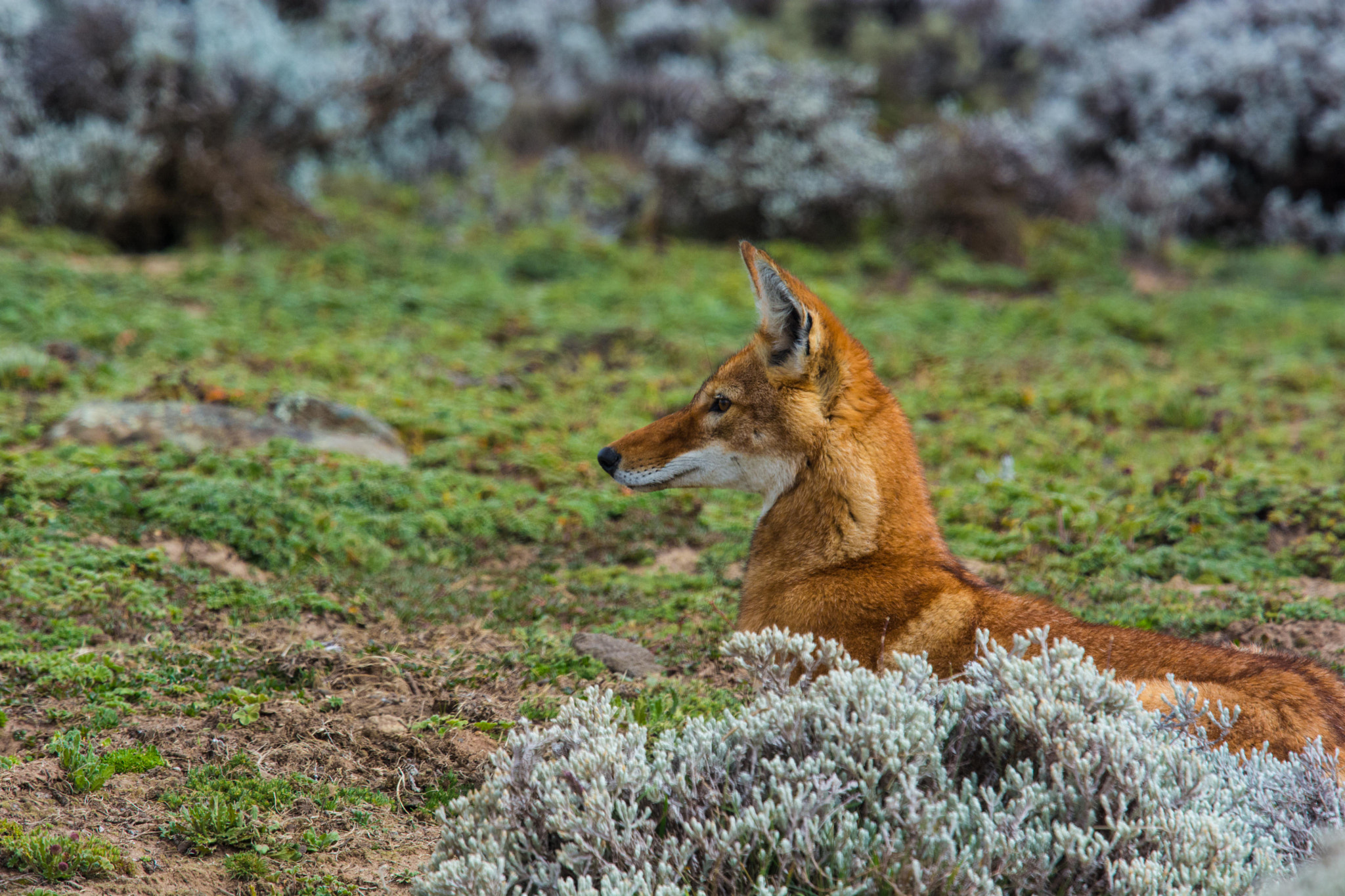 Nikon Nikkor AF-S 300mm F4E PF ED VR sample photo. Majestic photography