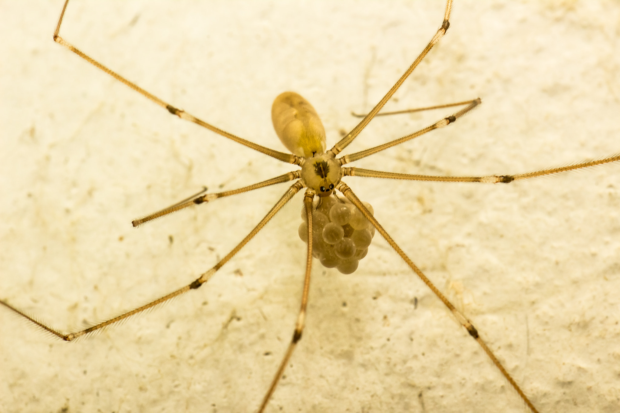 Canon EF 100mm F2.8 Macro USM sample photo. Elle pond photography