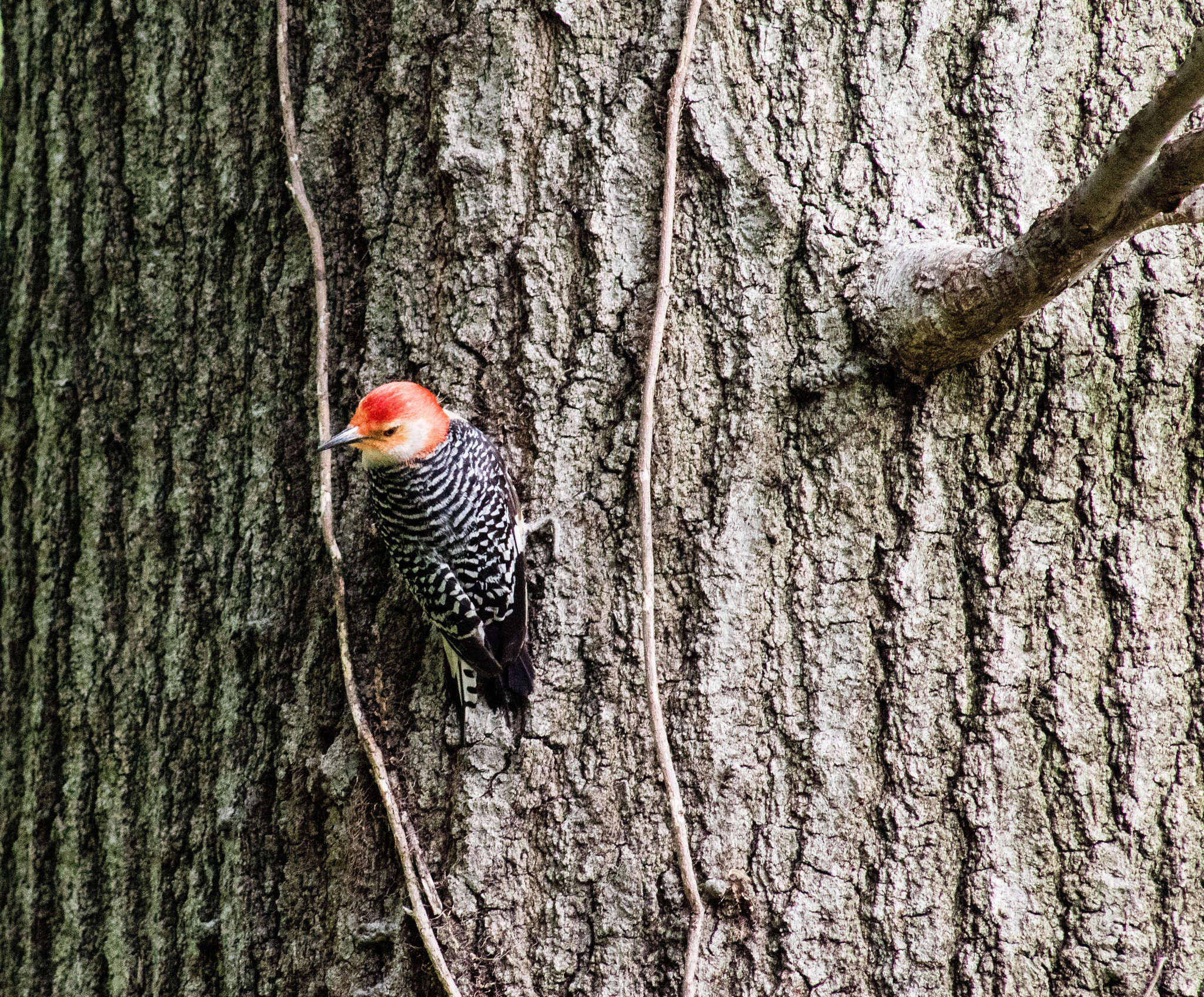 Canon EOS M3 + EF75-300mm f/4-5.6 sample photo. Red-bellied woodpecker photography