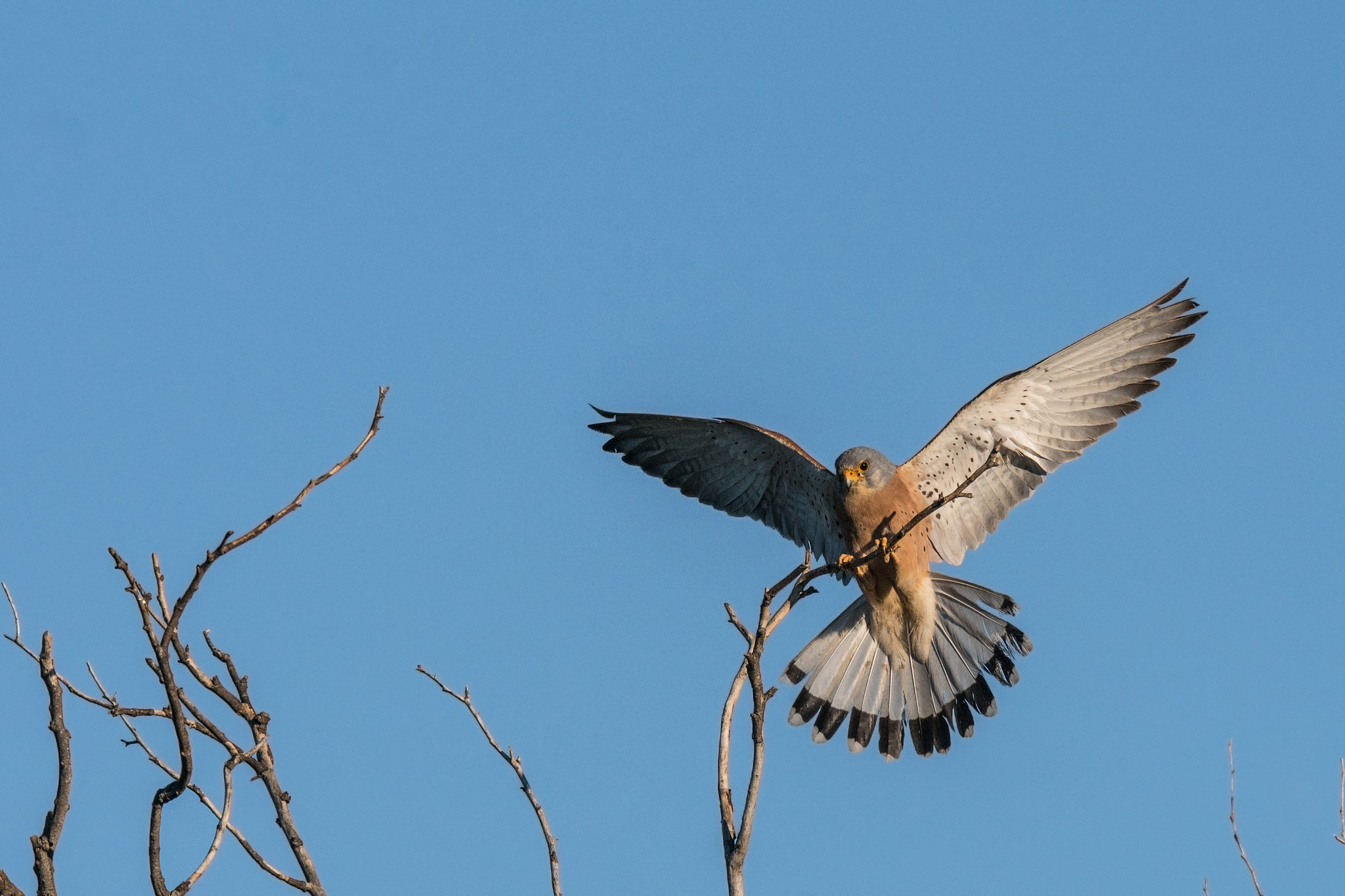 Sony 300mm F2.8 G SSM II sample photo. Falco naumanni photography