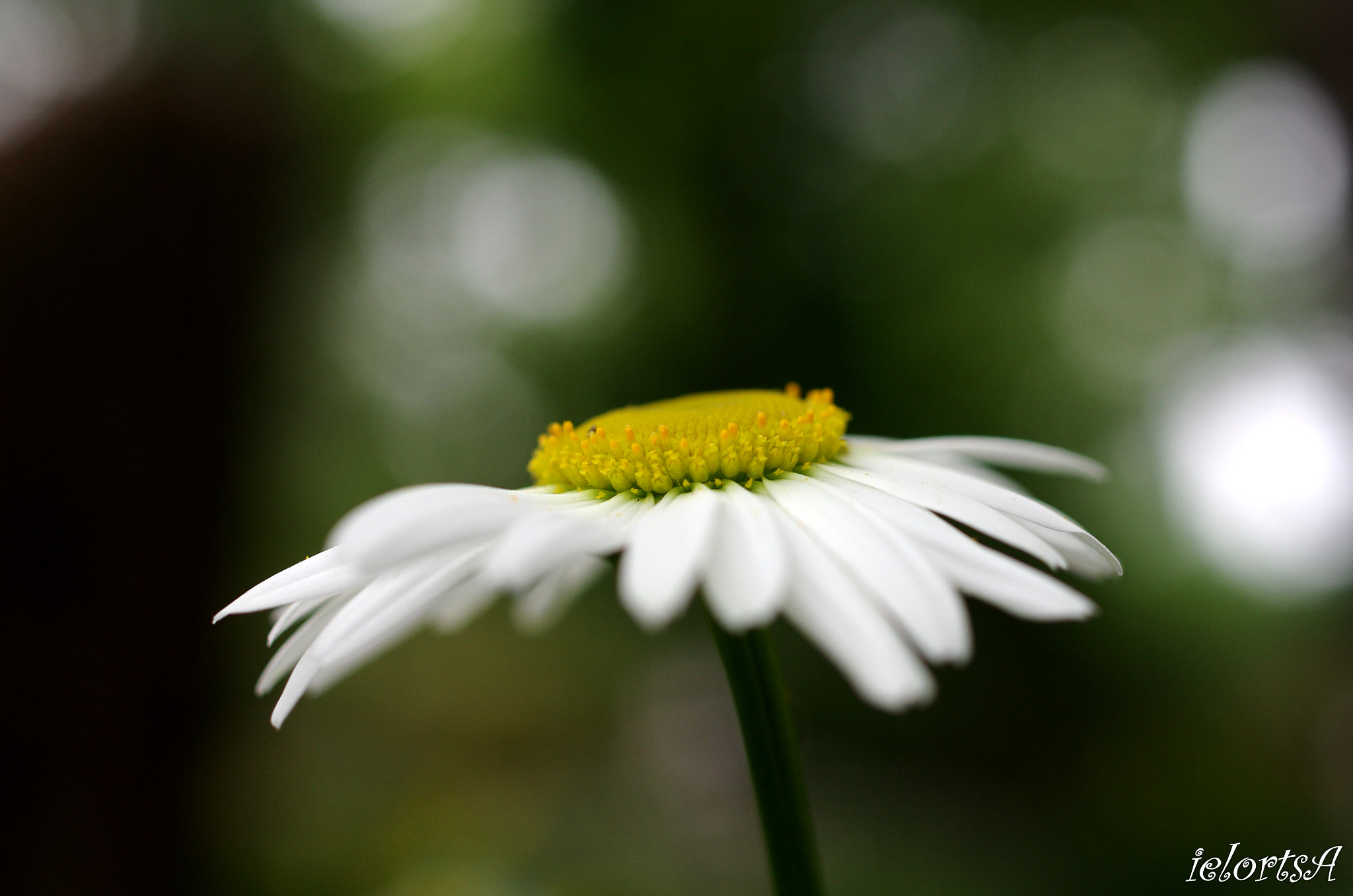 Pentax K-5 sample photo. Flower photography