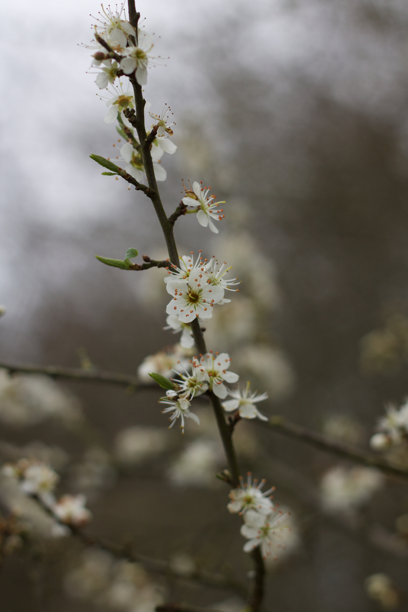 Canon EOS 760D (EOS Rebel T6s / EOS 8000D) + Canon EF 50mm F1.8 II sample photo. Delicate blossom photography