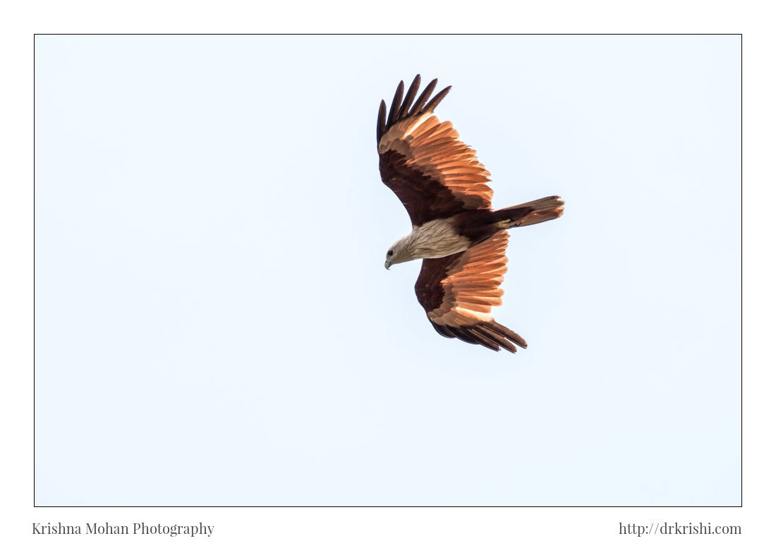 Canon EOS 80D + Canon EF 100-400mm F4.5-5.6L IS II USM sample photo. Brahminy kite in flight photography