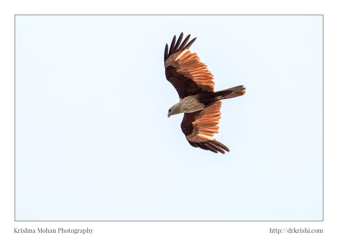 Canon EF 100-400mm F4.5-5.6L IS II USM sample photo. Brahminy kite in flight photography