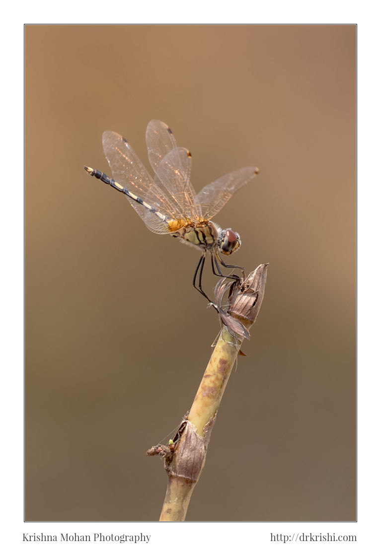 Canon EOS 80D + Canon EF 100-400mm F4.5-5.6L IS II USM sample photo. Female crimson marsh glider photography