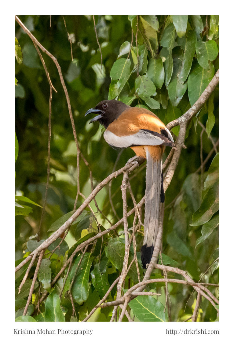 Canon EOS 80D + Canon EF 100-400mm F4.5-5.6L IS II USM sample photo. Rufous treepie photography