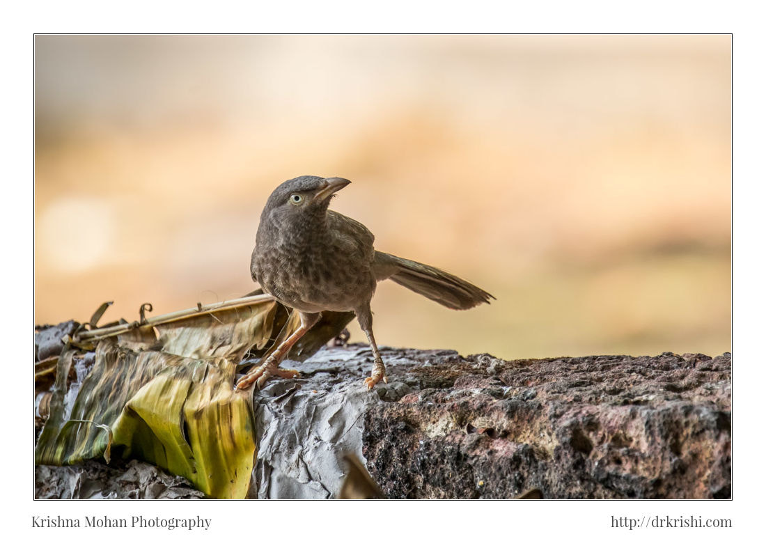 Canon EF 100-400mm F4.5-5.6L IS II USM sample photo. Jungle babbler photography