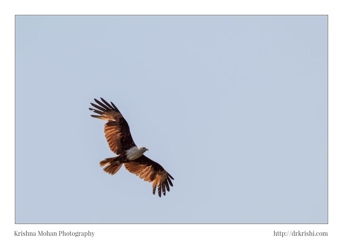 Canon EOS 80D + Canon EF 100-400mm F4.5-5.6L IS II USM sample photo. Brahminy kite in flight photography