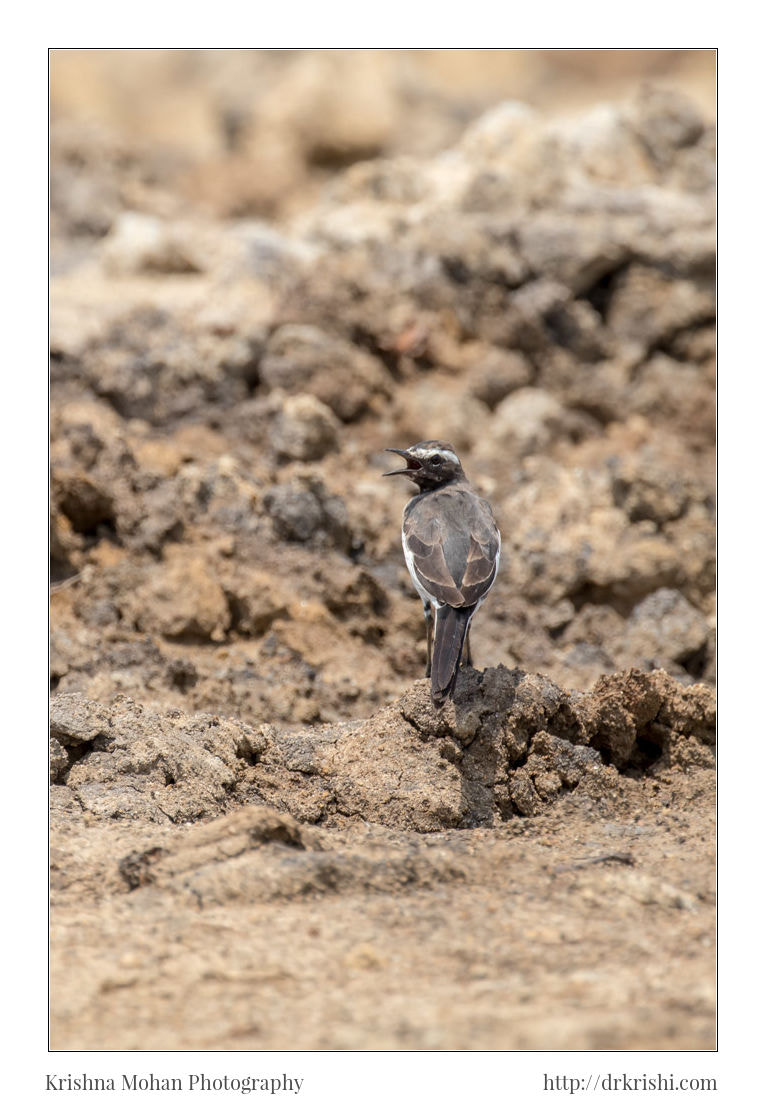 Canon EOS 80D + Canon EF 100-400mm F4.5-5.6L IS II USM sample photo. White-browed wagtail photography