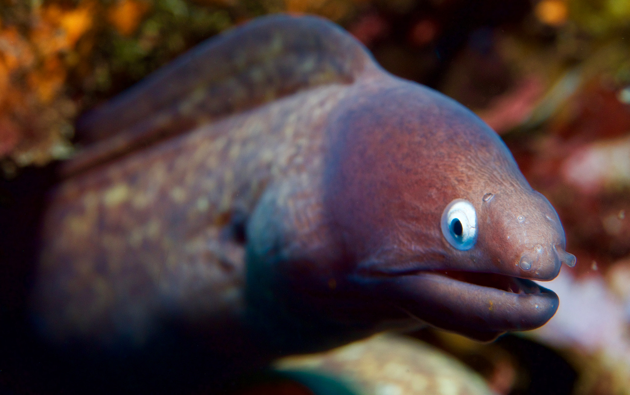 Olympus PEN E-PL5 sample photo. White eyed moray photography