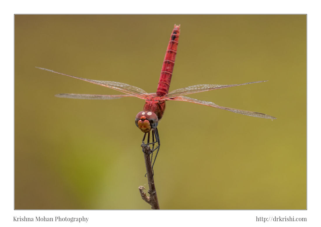 Canon EF 100-400mm F4.5-5.6L IS II USM sample photo. Male crimson marsh glider photography