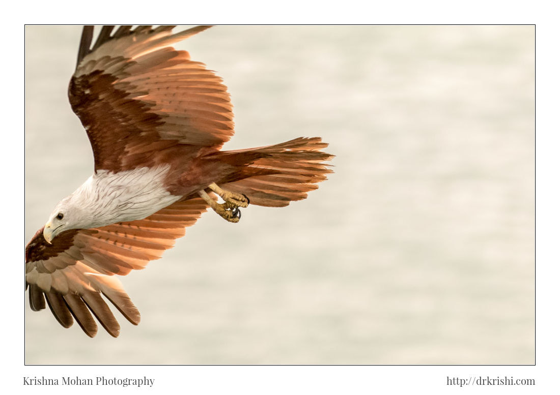 Canon EOS 80D + Canon EF 100-400mm F4.5-5.6L IS II USM sample photo. Brahminy kite in flight, too close to comfort photography