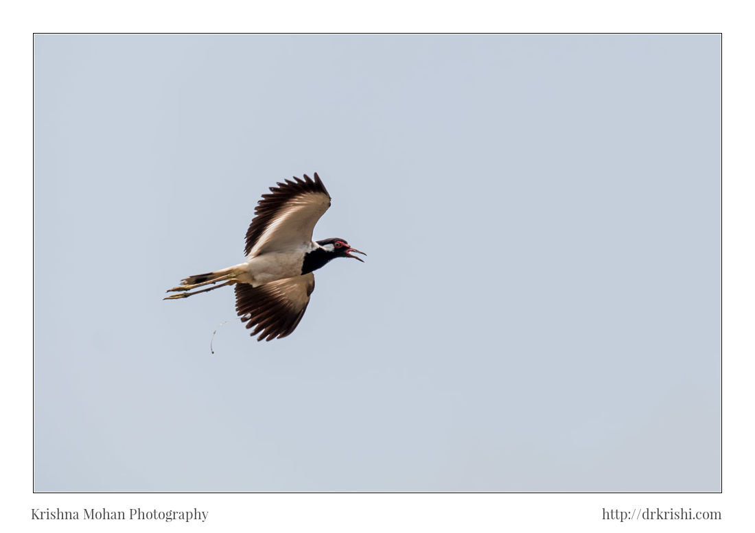 Canon EOS 80D + Canon EF 100-400mm F4.5-5.6L IS II USM sample photo. Red wattled lapwing in flight photography