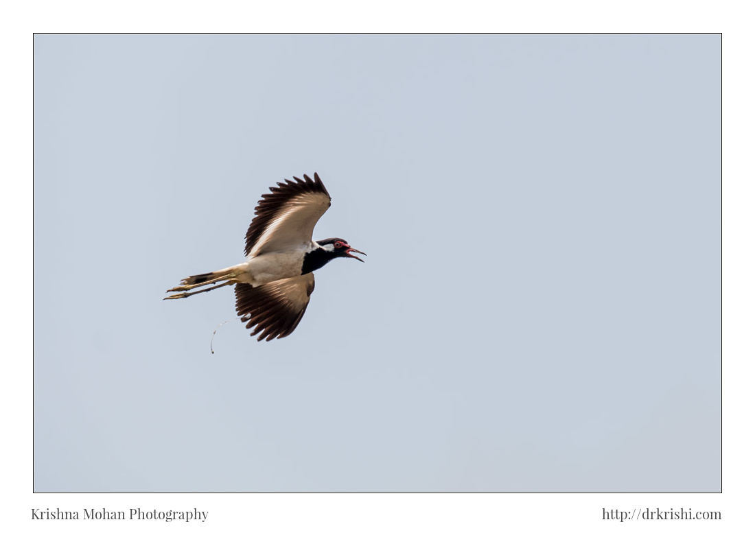 Canon EF 100-400mm F4.5-5.6L IS II USM sample photo. Red wattled lapwing in flight photography