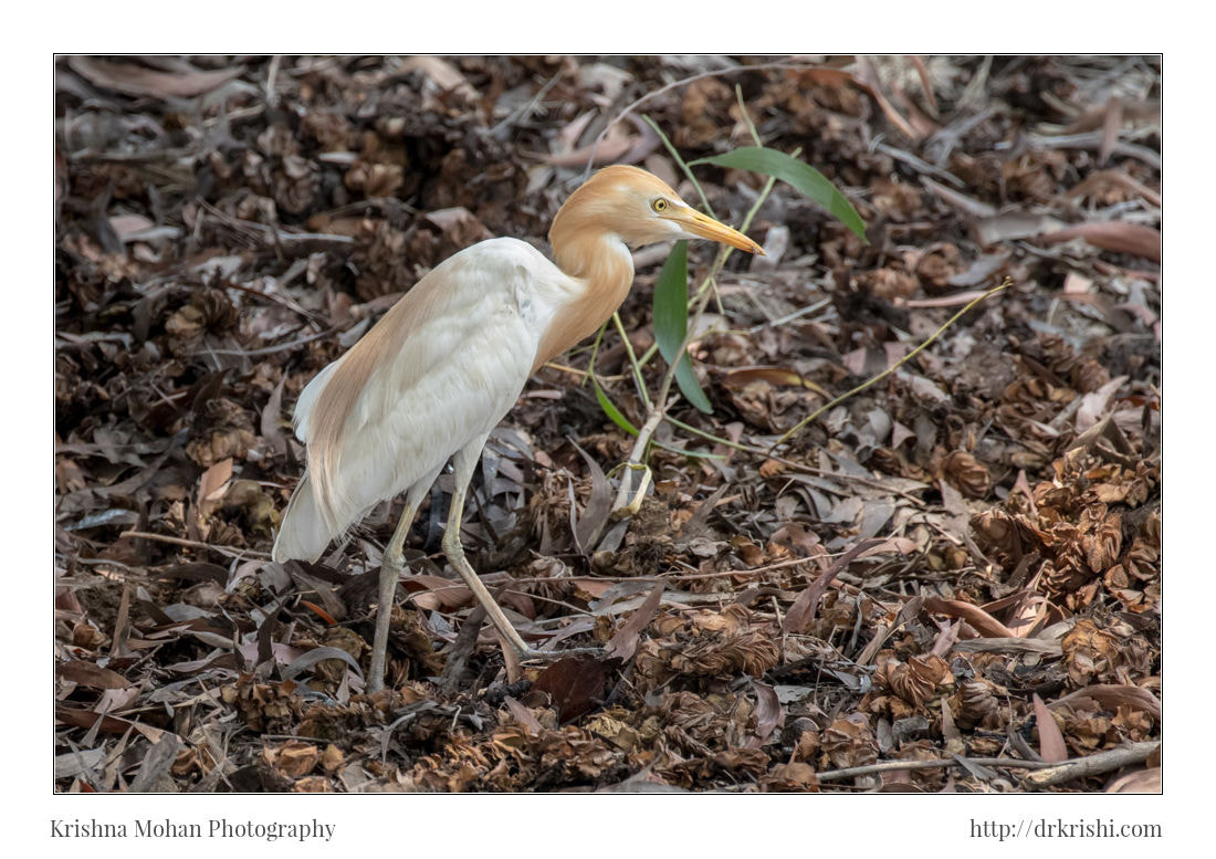 Canon EOS 80D + Canon EF 100-400mm F4.5-5.6L IS II USM sample photo. Cattle egret photography