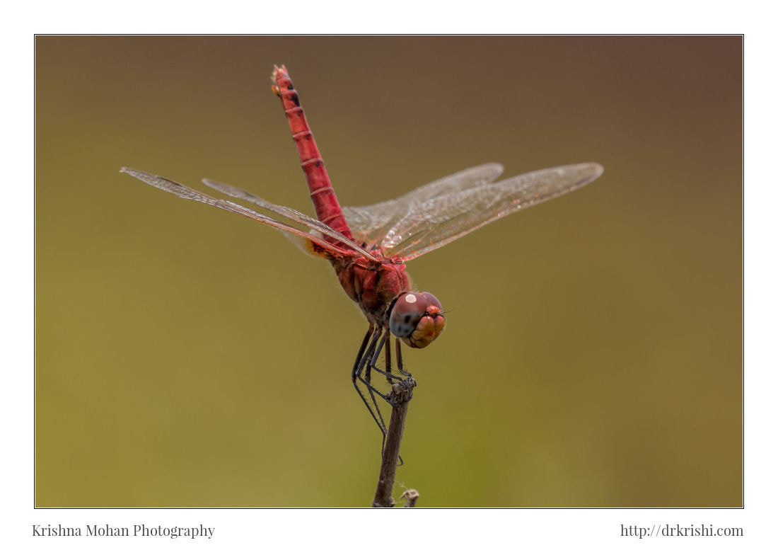 Canon EF 100-400mm F4.5-5.6L IS II USM sample photo. Male crimson marsh glider photography
