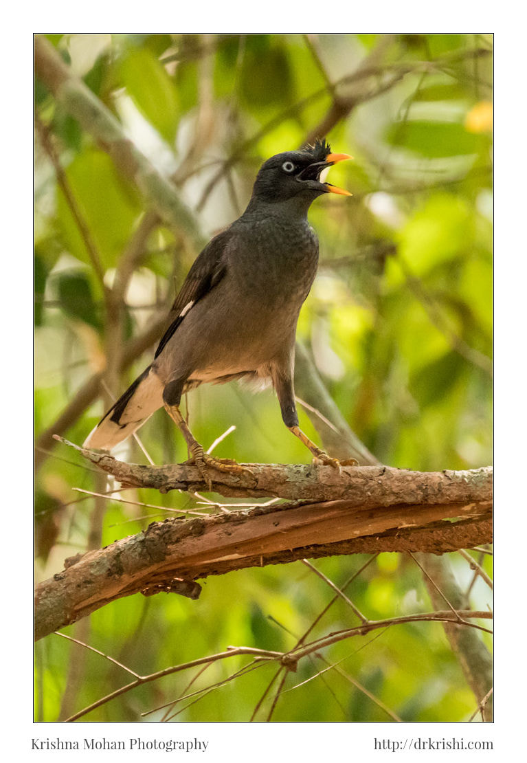 Canon EOS 80D + Canon EF 100-400mm F4.5-5.6L IS II USM sample photo. Jungle myna photography