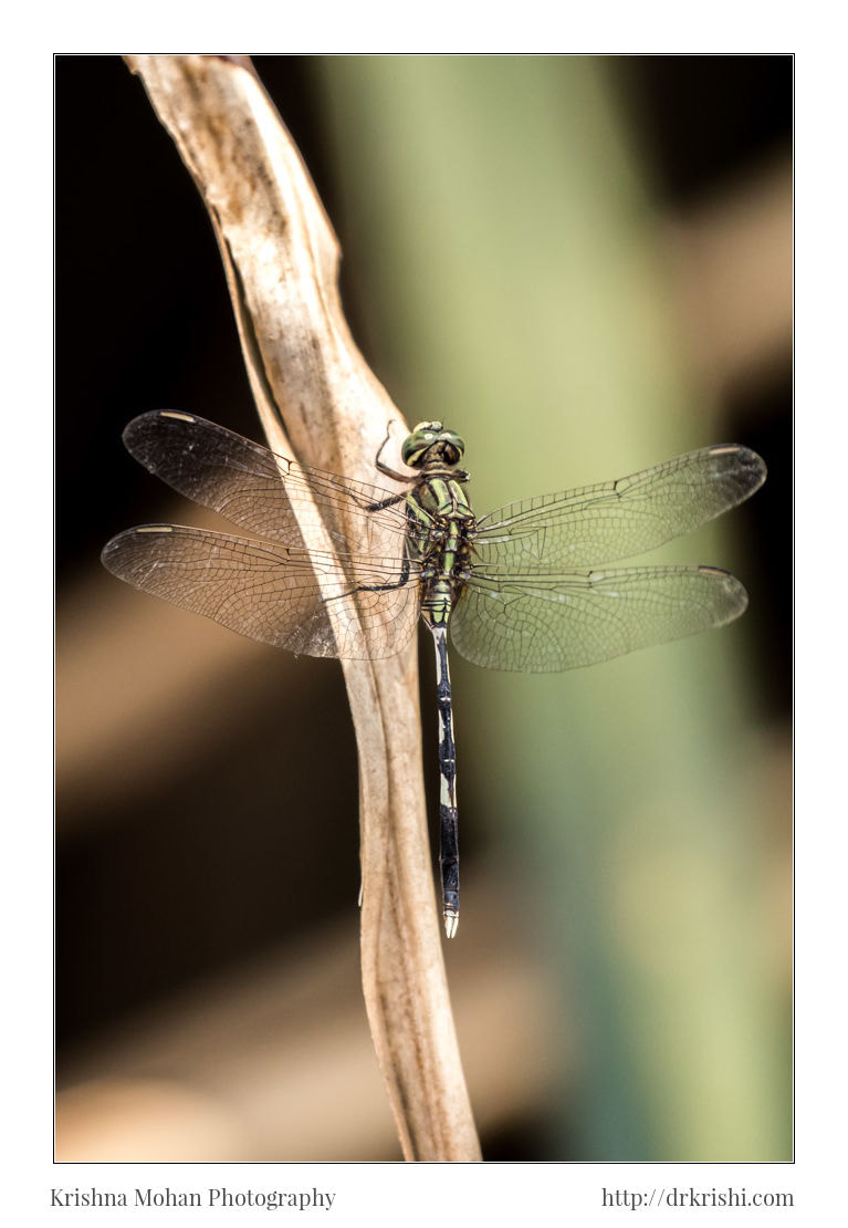 Canon EF 100-400mm F4.5-5.6L IS II USM sample photo. Green marsh hawk photography