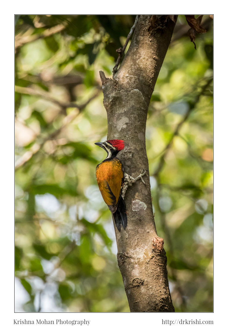 Canon EF 100-400mm F4.5-5.6L IS II USM sample photo. Black-rumped flameback photography