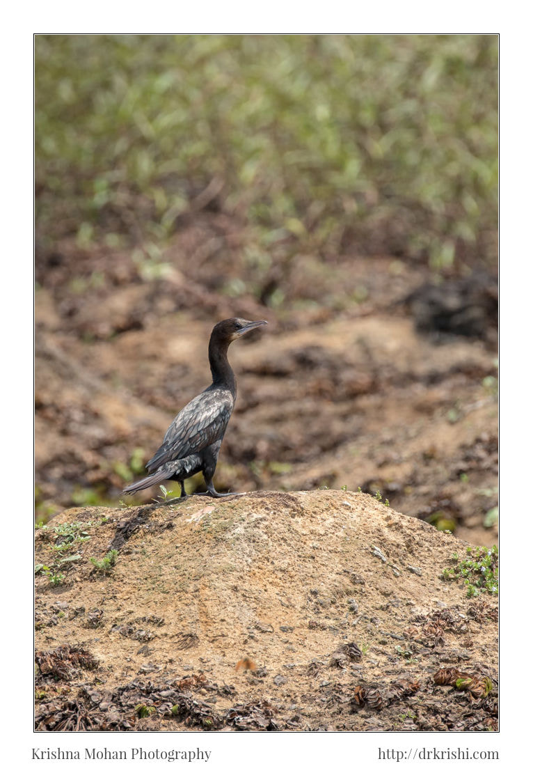 Canon EOS 80D + Canon EF 100-400mm F4.5-5.6L IS II USM sample photo. Indian cormorant photography
