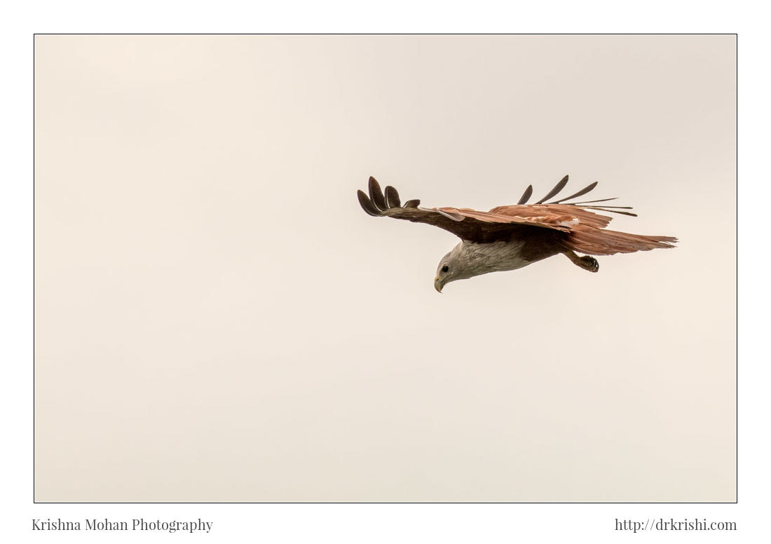 Canon EOS 80D + Canon EF 100-400mm F4.5-5.6L IS II USM sample photo. Brahminy kite in flight photography