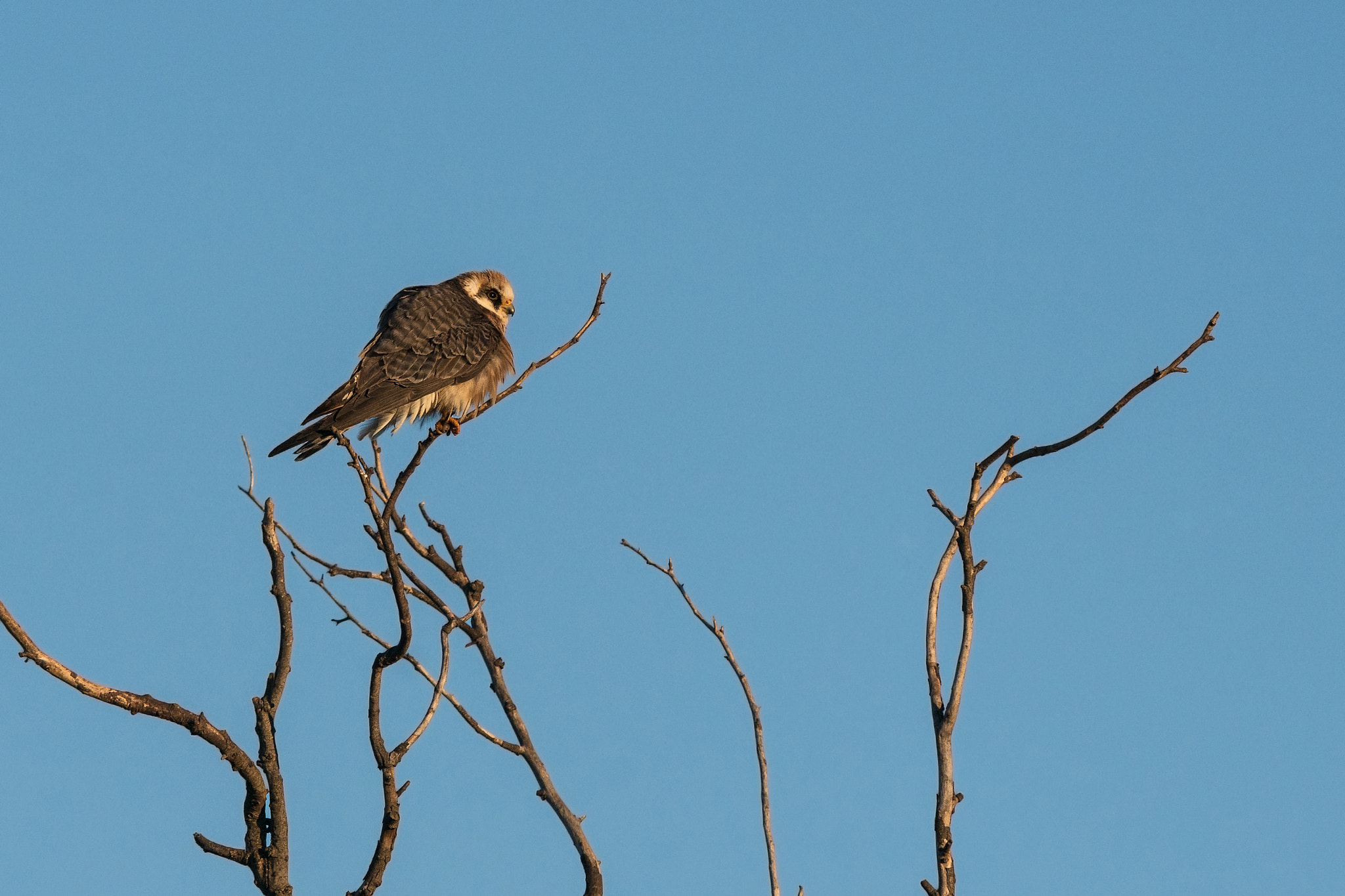 Sony ILCA-77M2 + Sony 300mm F2.8 G SSM II sample photo. Falco vespertinus photography