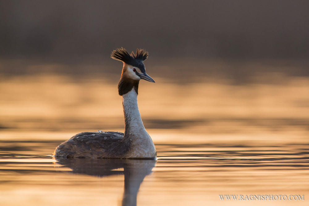 Nikon AF-S Nikkor 300mm F2.8G ED VR II sample photo. Great crested grebe photography