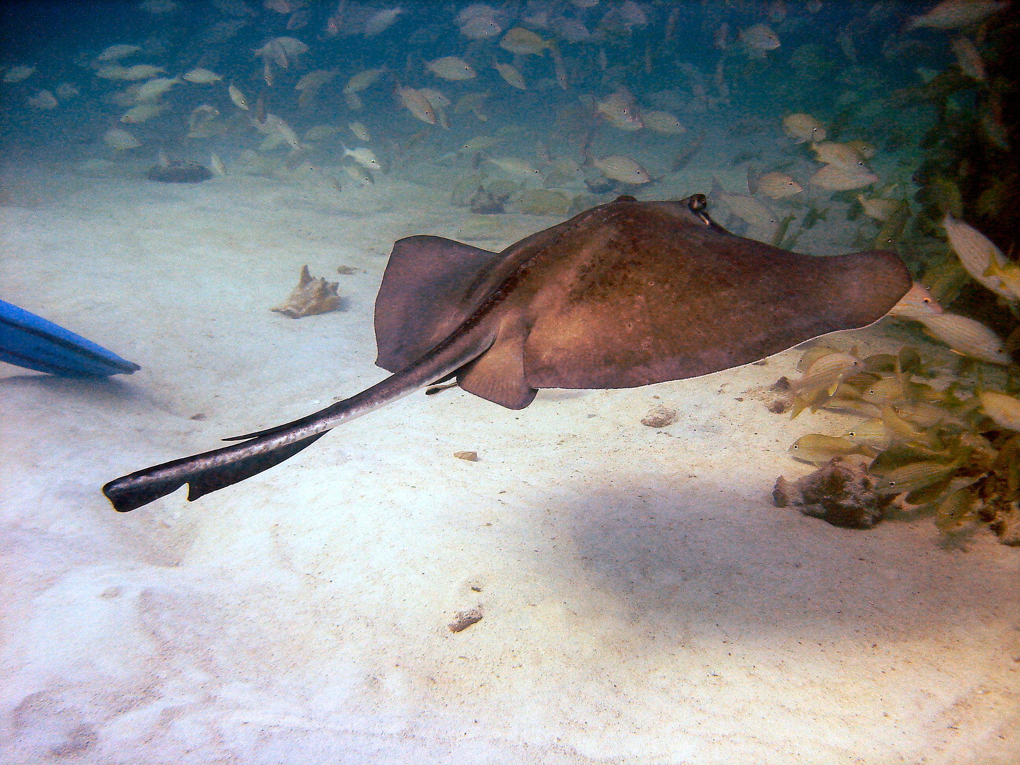 Sony DSC-W5 sample photo. This series of photographs from different dive sites over the years photography