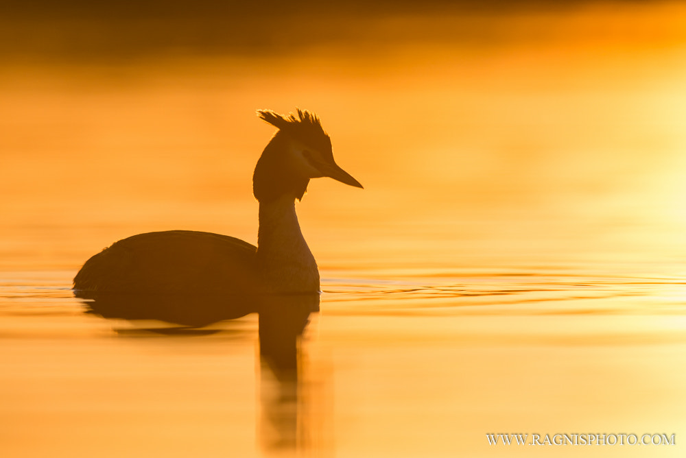 Nikon AF-S Nikkor 300mm F2.8G ED VR II sample photo. Great crested grebe in the golden light photography