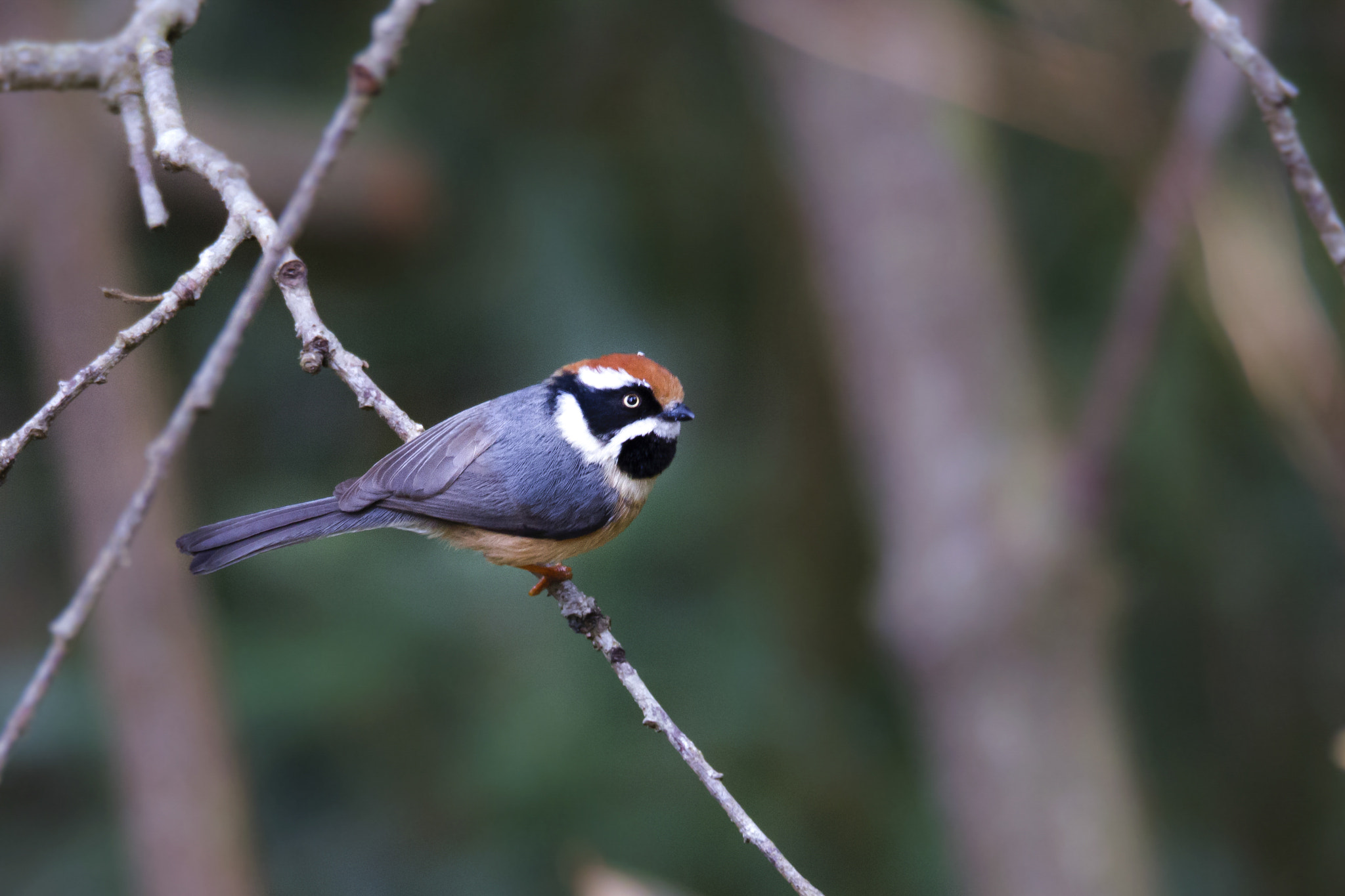 150-600mm F5-6.3 DG OS HSM | Sports 014 sample photo. Black-throated tit photography