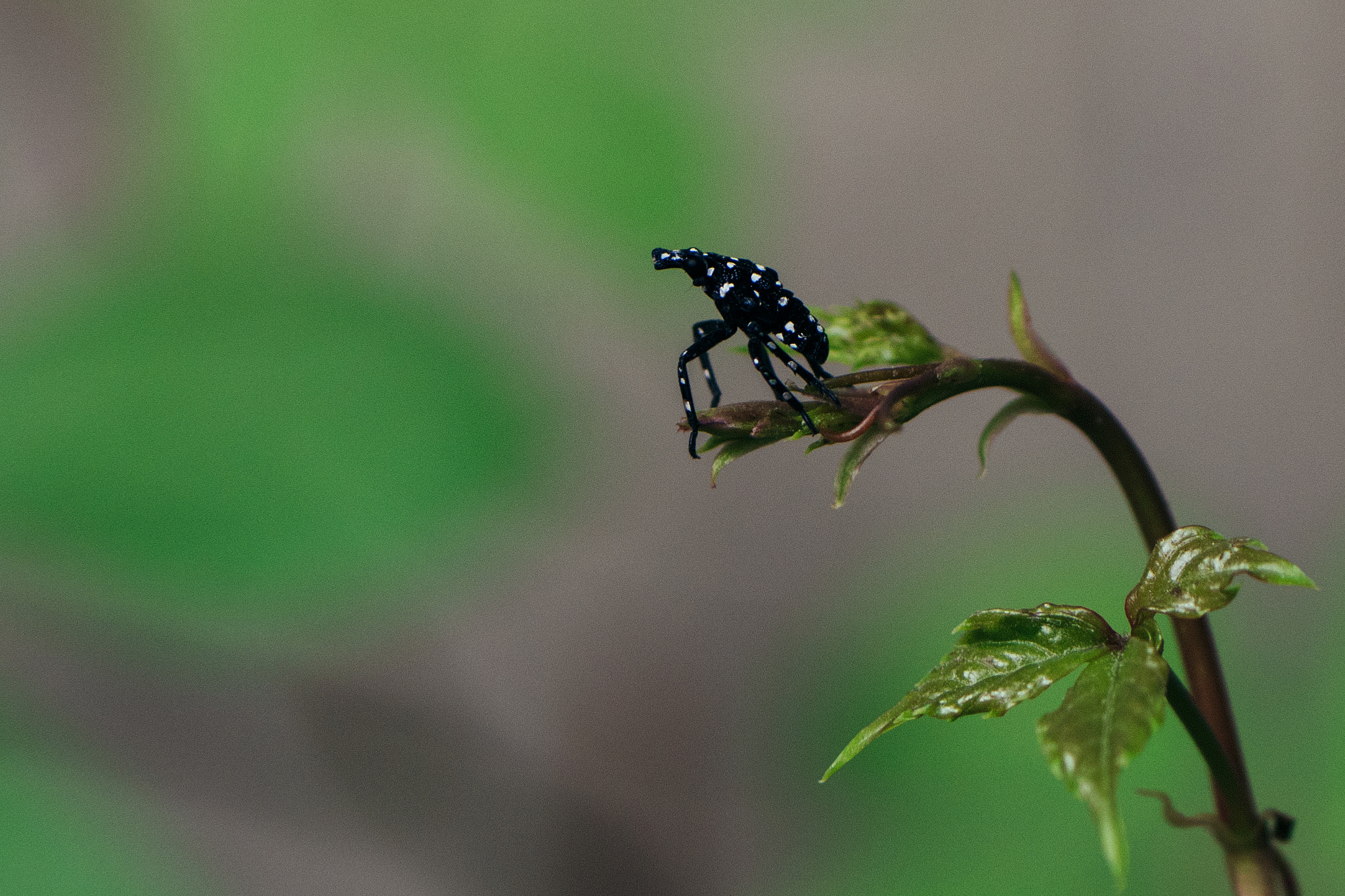 Panasonic Lumix G 42.5mm F1.7 ASPH Power OIS sample photo. Hello may photography