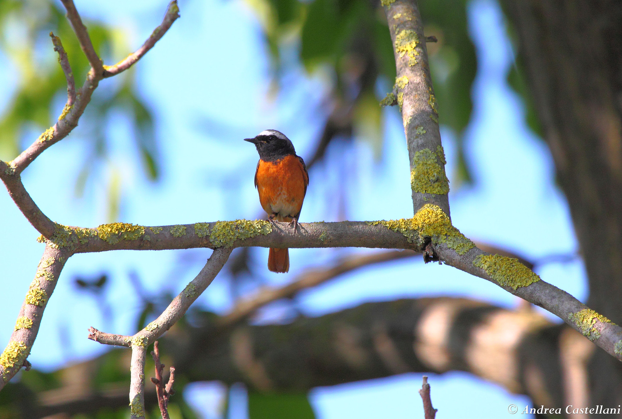 Canon EF 100-400mm F4.5-5.6L IS USM sample photo. Redstart male - codirosso maschio photography