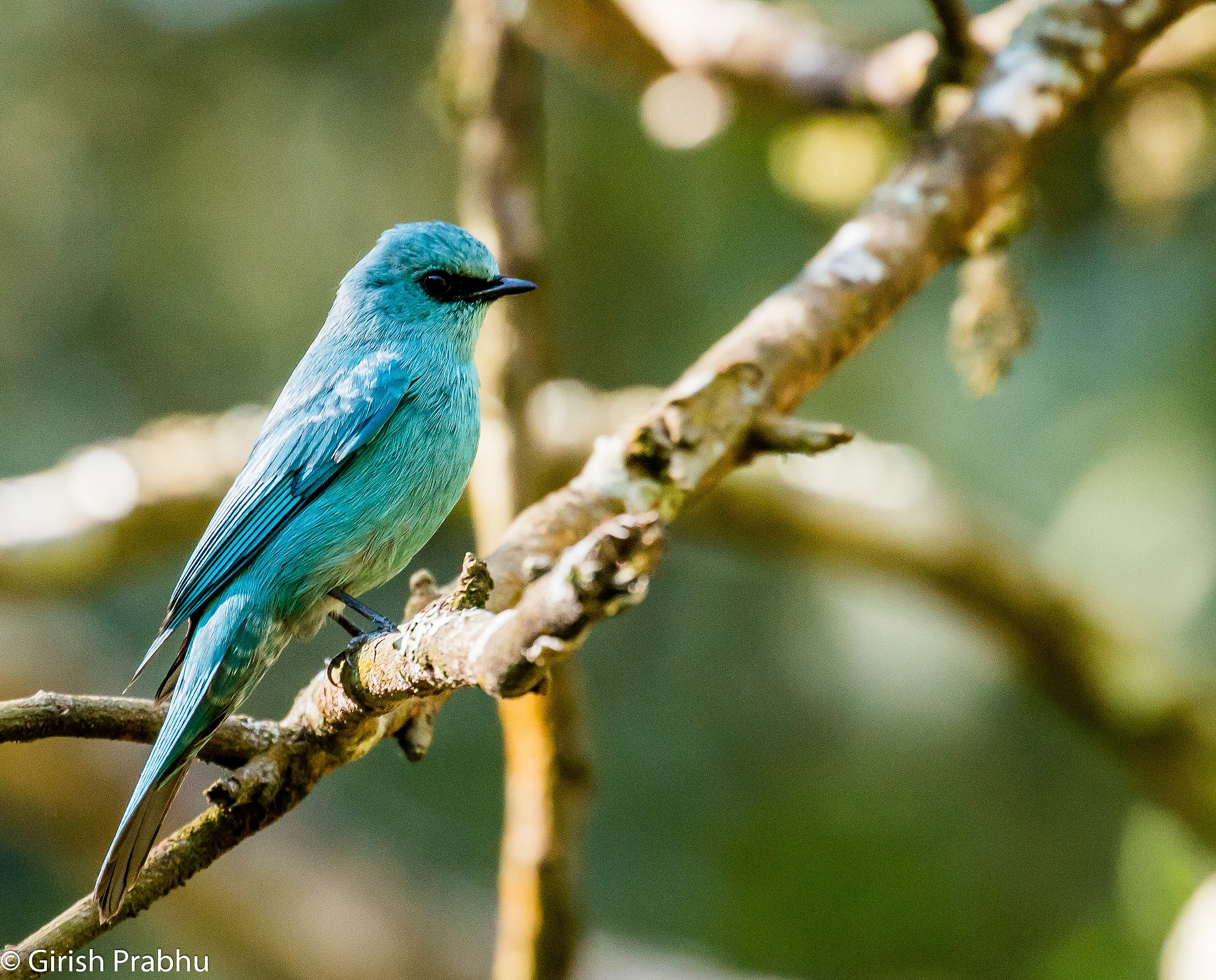 Canon EOS 70D + Canon EF 100-400mm F4.5-5.6L IS II USM sample photo. Blue! photography