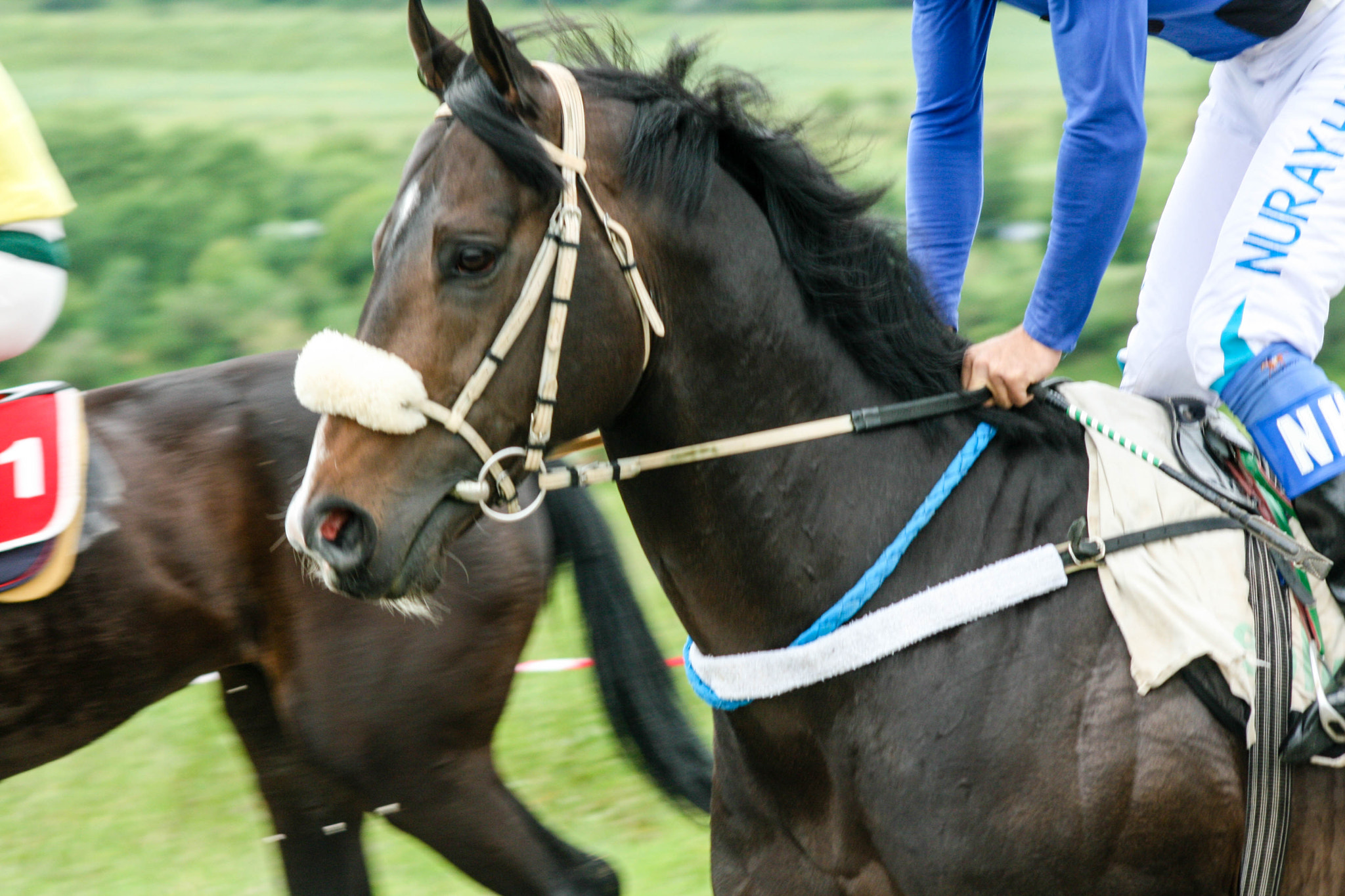 Sigma 70-300mm F4-5.6 APO DG Macro sample photo. Horse racing photography