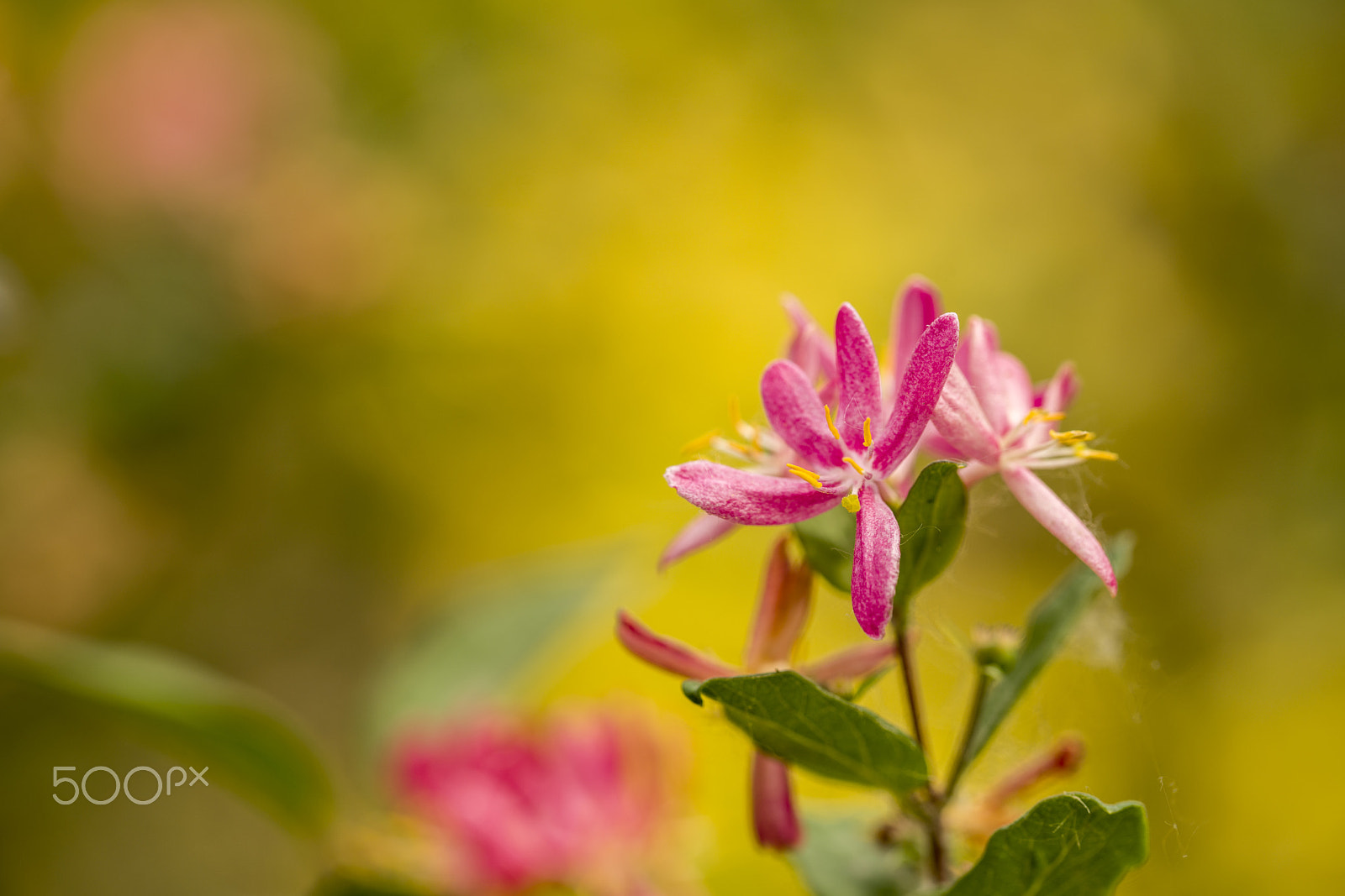 Sony a7R II + Canon EF 100mm F2.8L Macro IS USM sample photo. 小花 photography