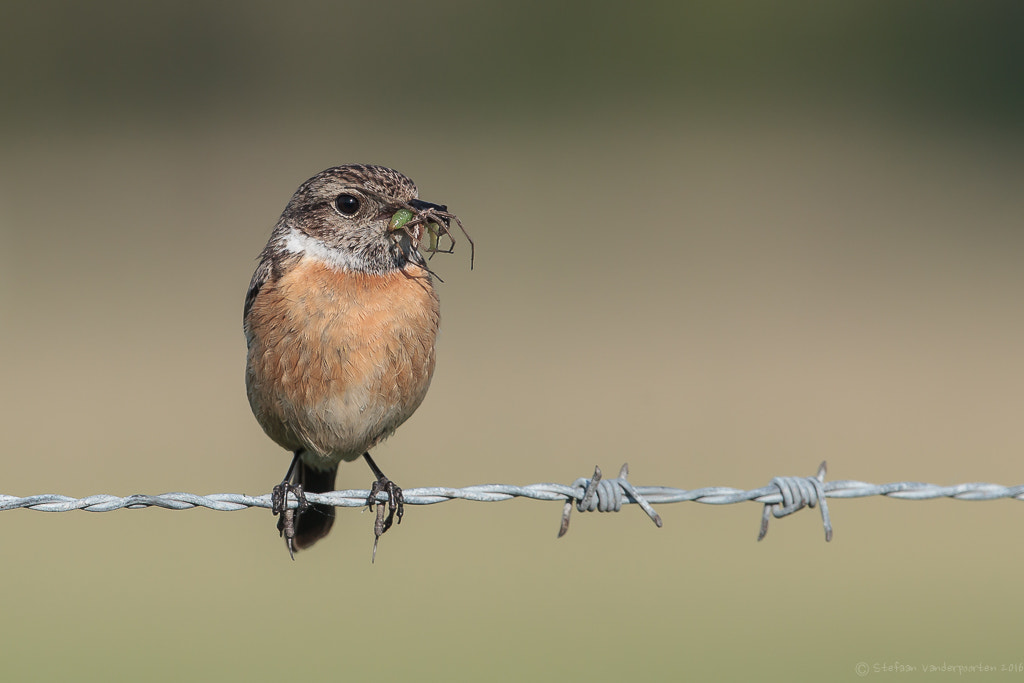 Canon EF 300mm F2.8L IS II USM sample photo. Stonechat(f) photography