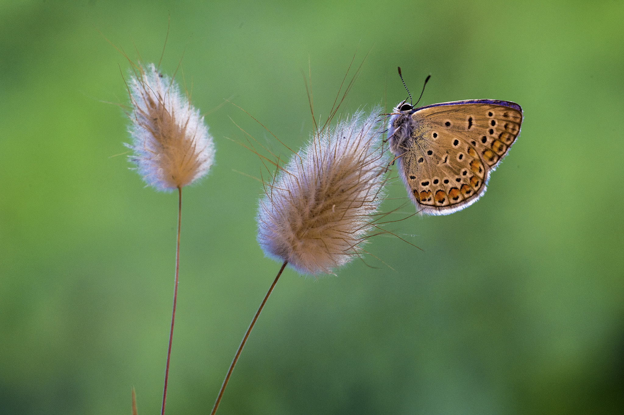 ZEISS Makro-Planar T* 100mm F2 sample photo. Delicate photography