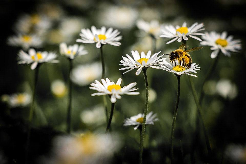 Nikon D7200 + Sigma 50mm F1.4 DG HSM Art sample photo. Bee in action :) photography