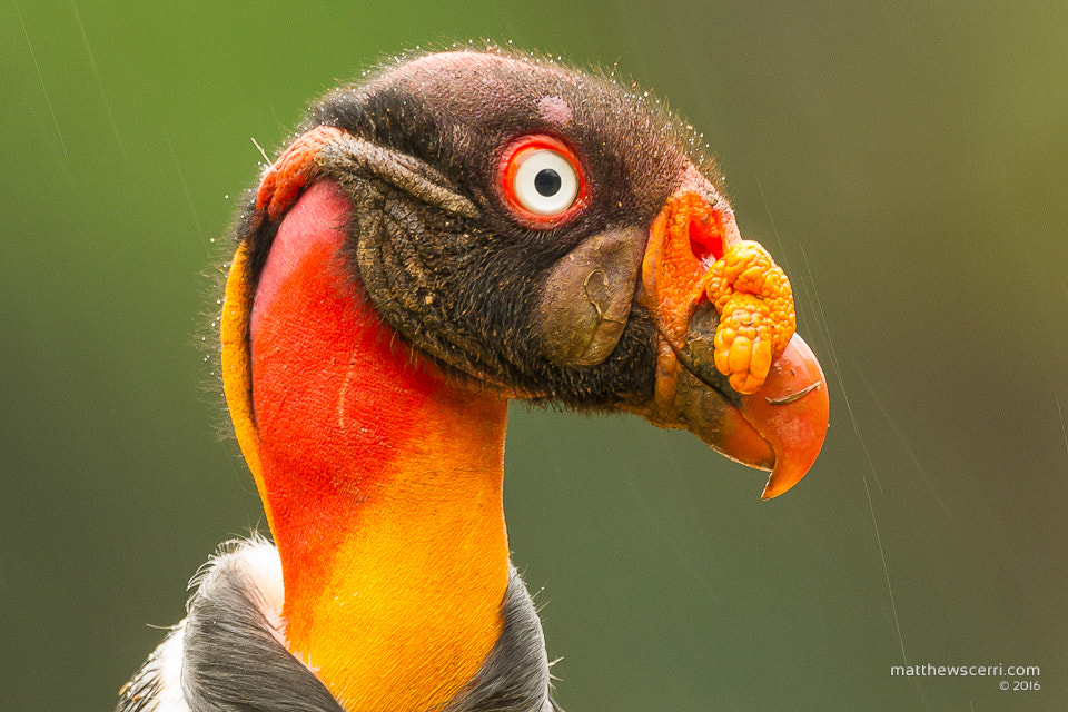 Canon EOS-1D Mark IV + Canon EF 500mm F4L IS USM sample photo. King vulture up close photography