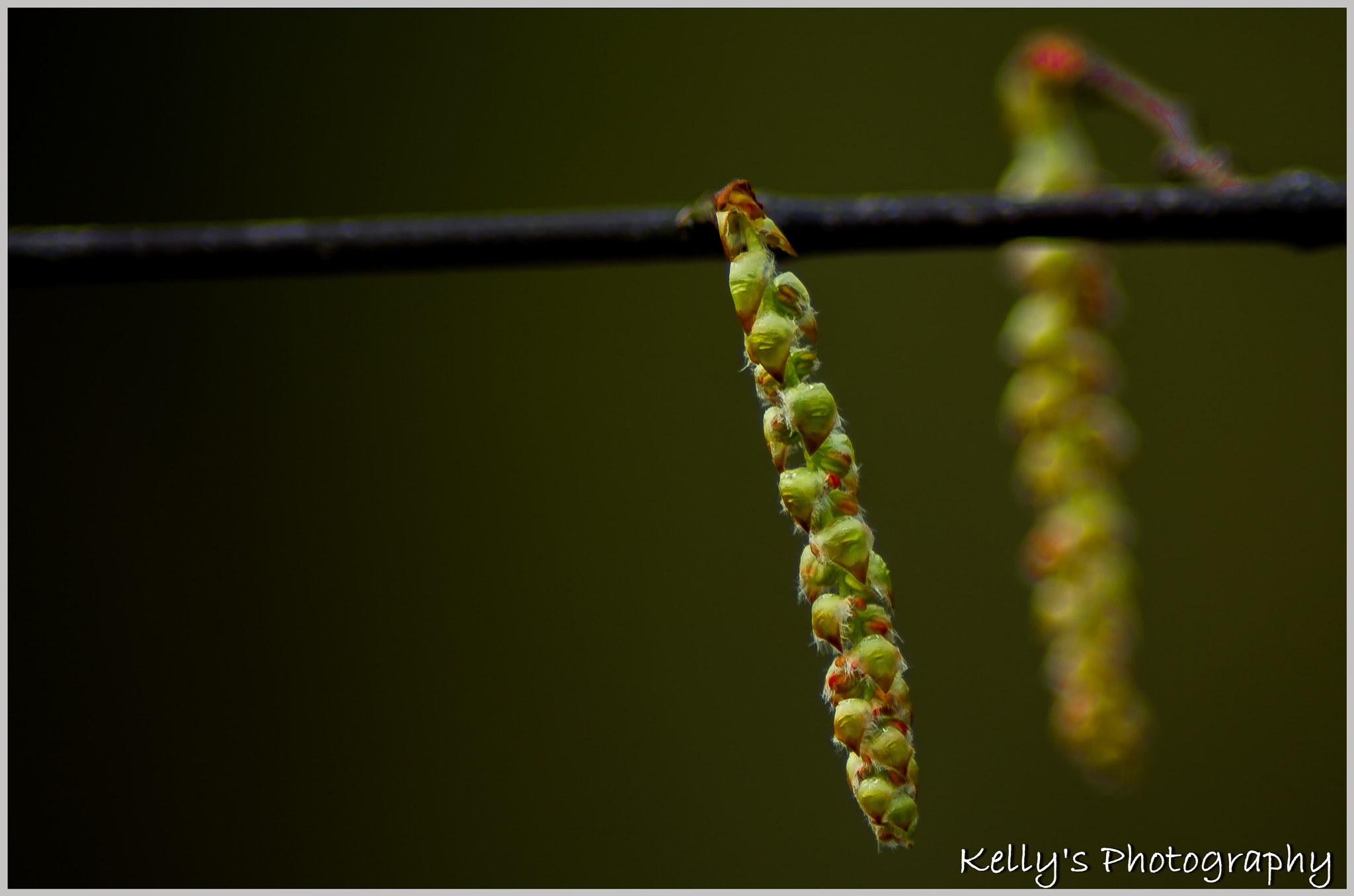 Pentax K-50 + Tamron AF 70-300mm F4-5.6 Di LD Macro sample photo. Catkins  photography