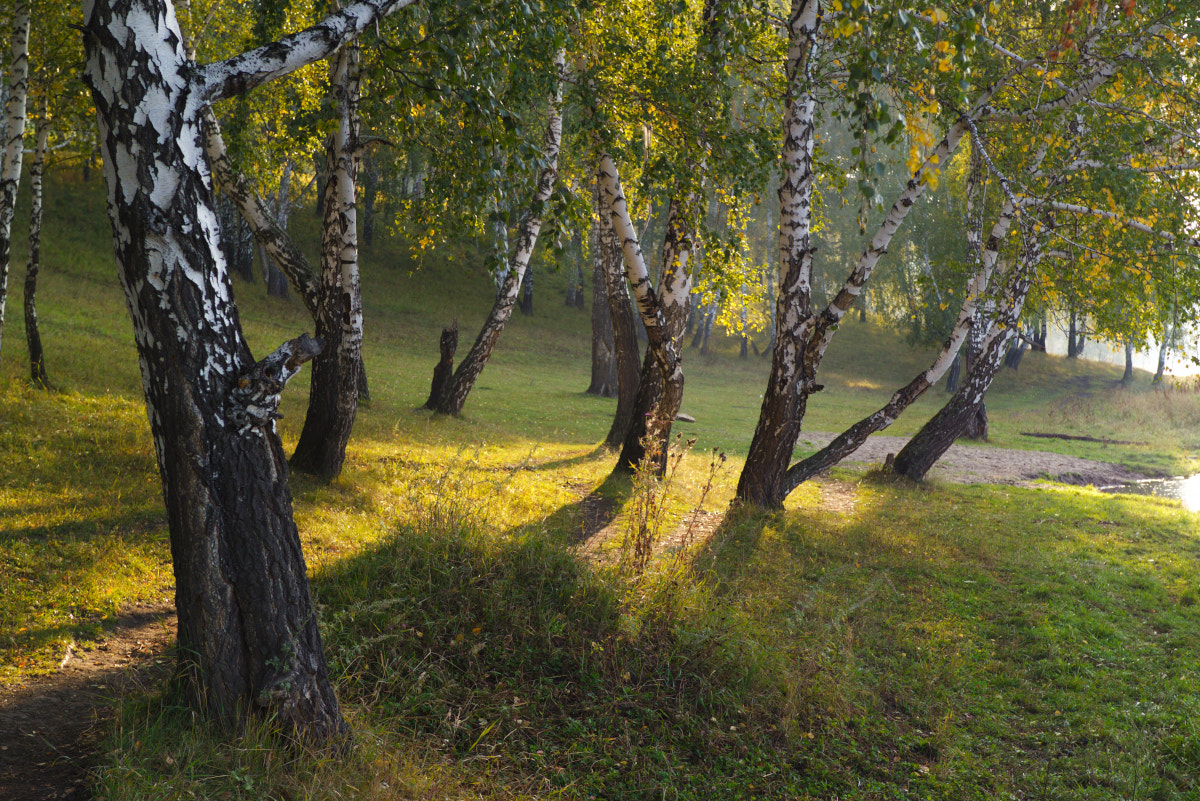 Kodak DCS Pro 14nx sample photo. Morning light photography