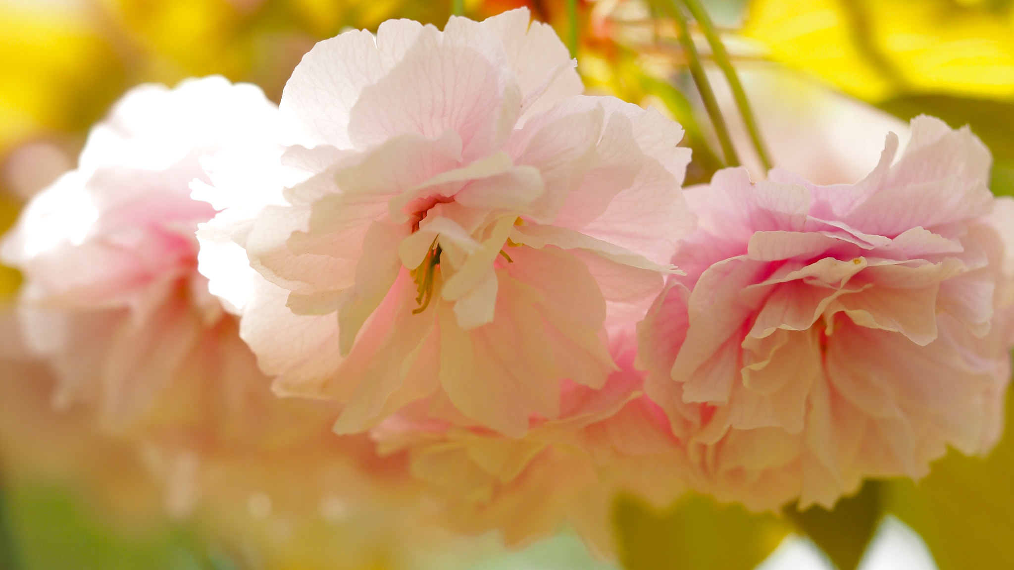 Olympus PEN E-PL7 sample photo. Double-flowered cherry blossom photography
