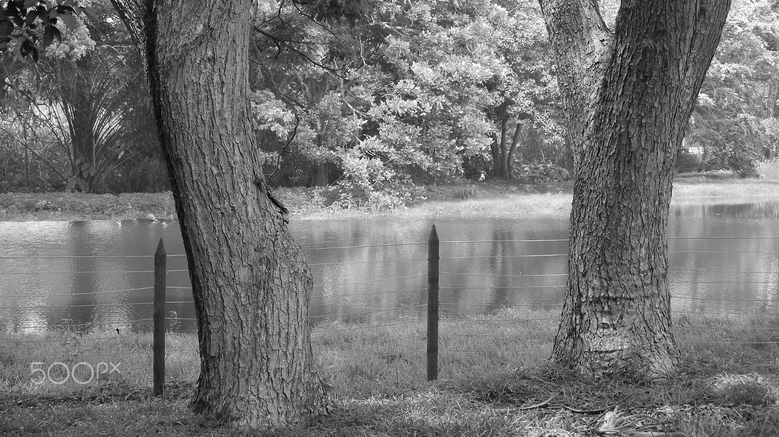 Panasonic Lumix DMC-G10 sample photo. Urban forests photography