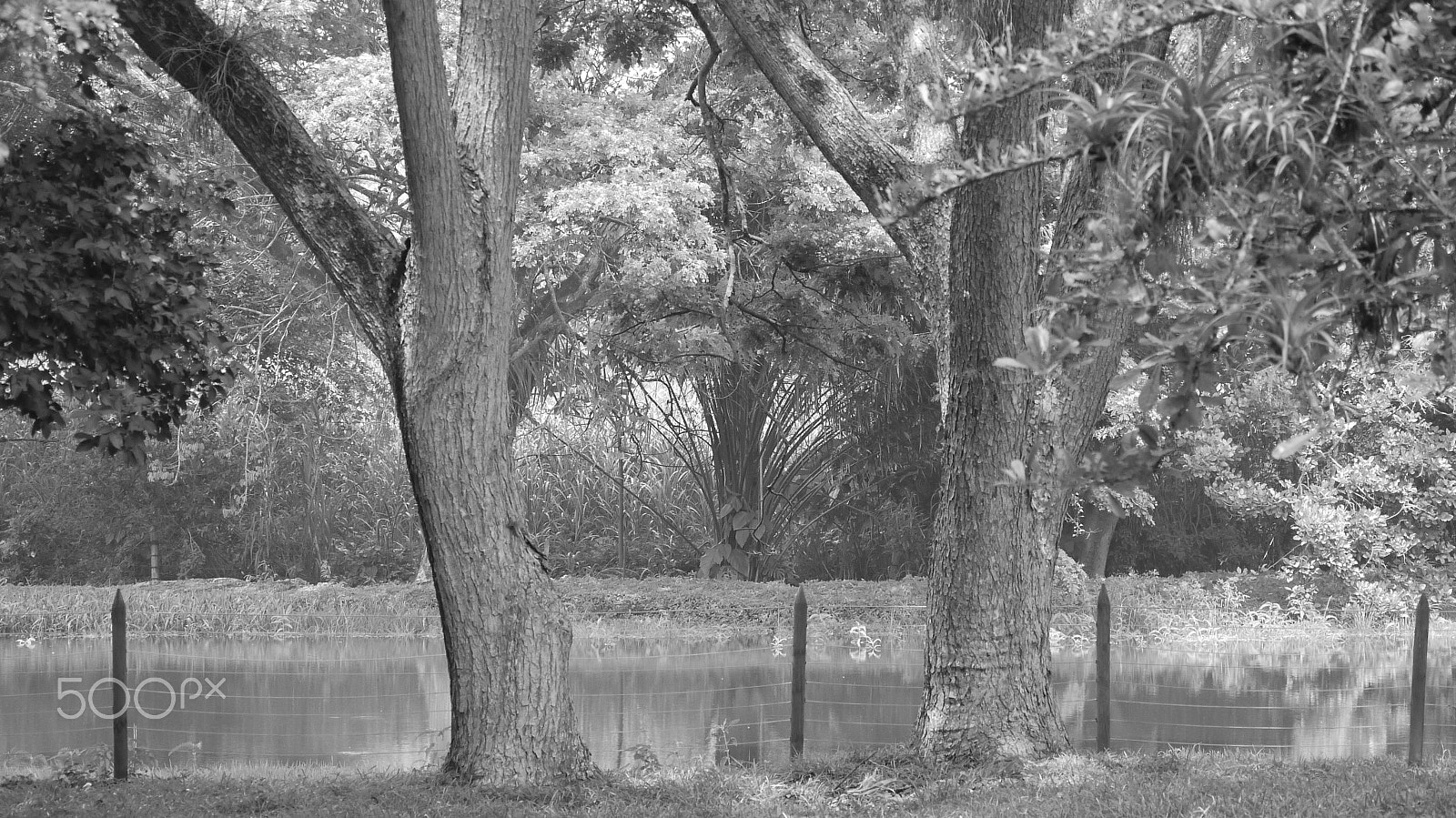 Panasonic Lumix DMC-G10 sample photo. Urban forests photography